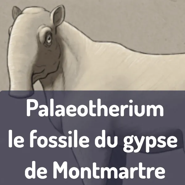 palaeotherium-montmartre